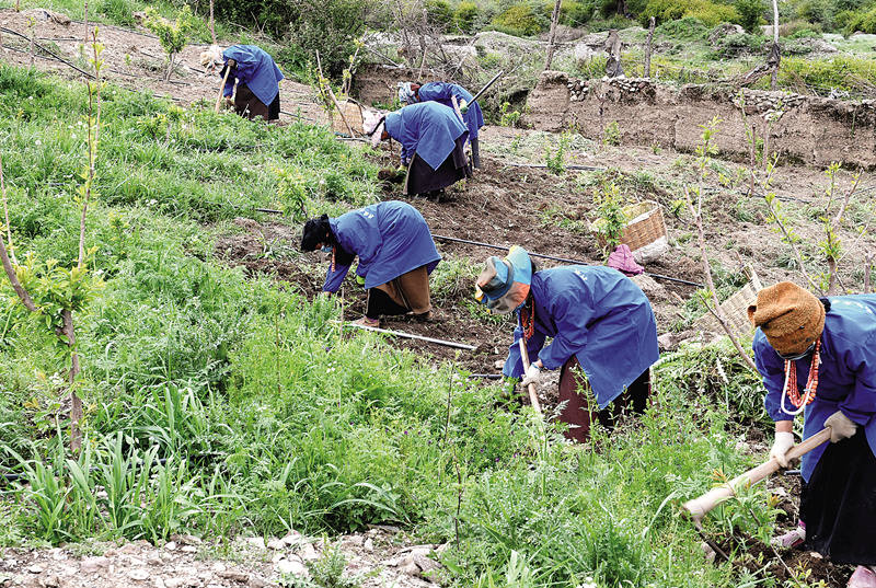 若尔盖：冻列乡兴农枣李园示范基地打造万亩枣李园产业链