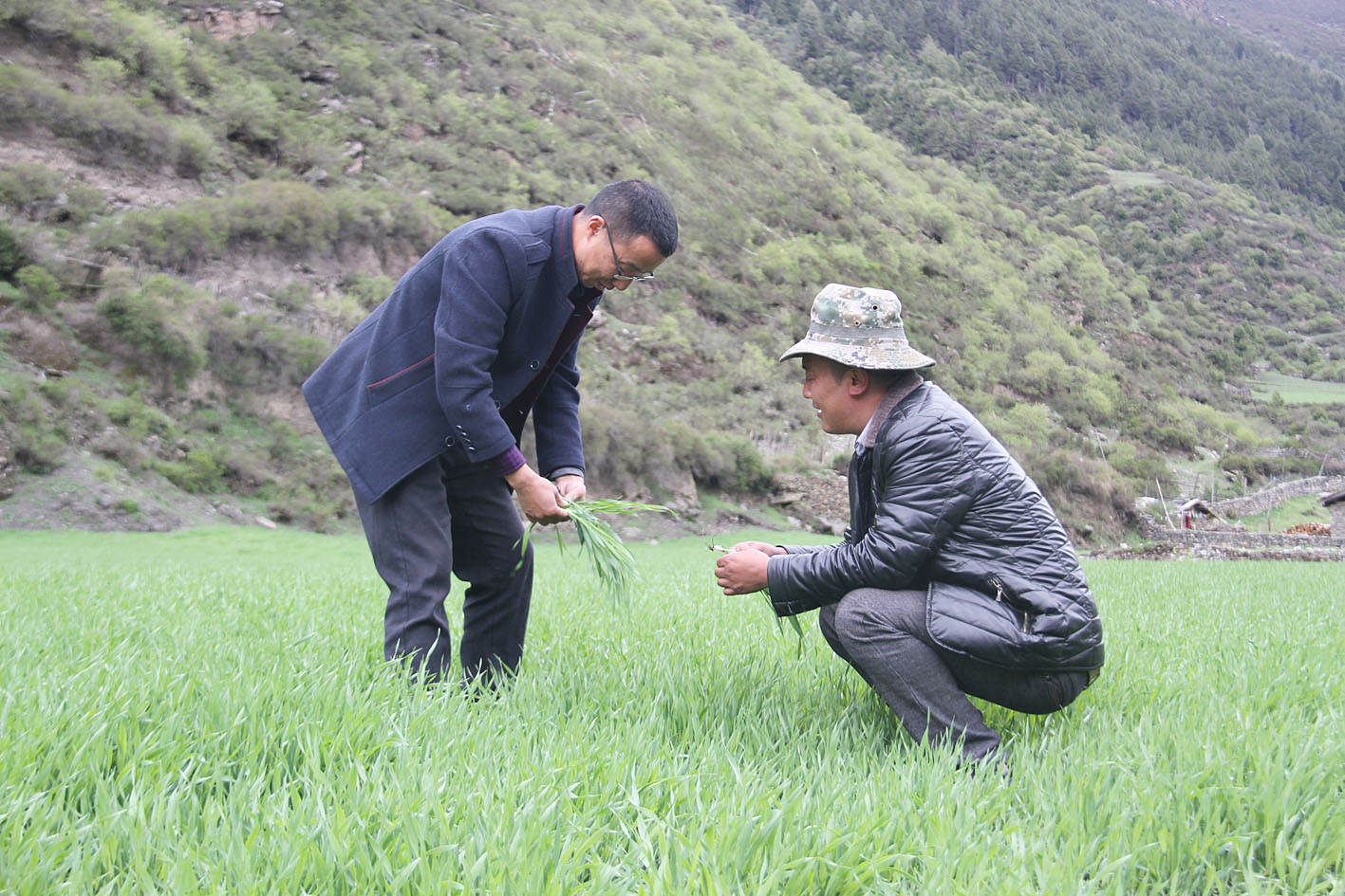 工作人员与松潘县大寨乡上纳咪村村民一道查看青稞长势