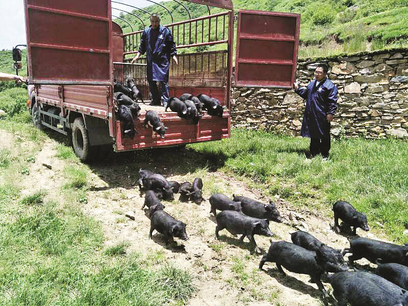 黑水县为老百姓发放猪崽