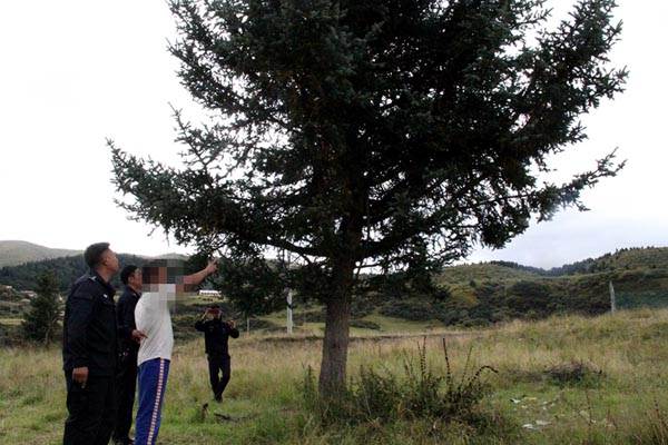 绞尽脑汁设计细节 男子树上藏匿5小时入村民家盗窃