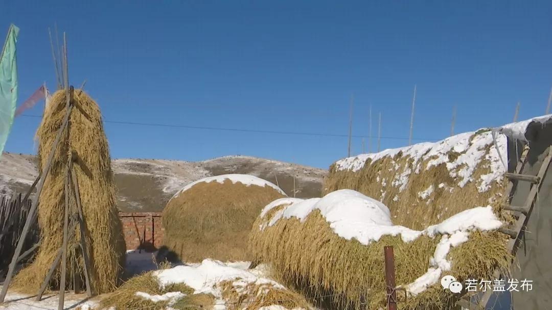 若尔盖草料储备充足 牲畜安全越冬有保障