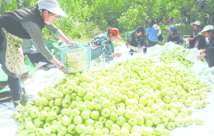 9月4日，在小金县沃日镇木栏村苹果基地，果农们正忙着采摘、分拣、包装苹果