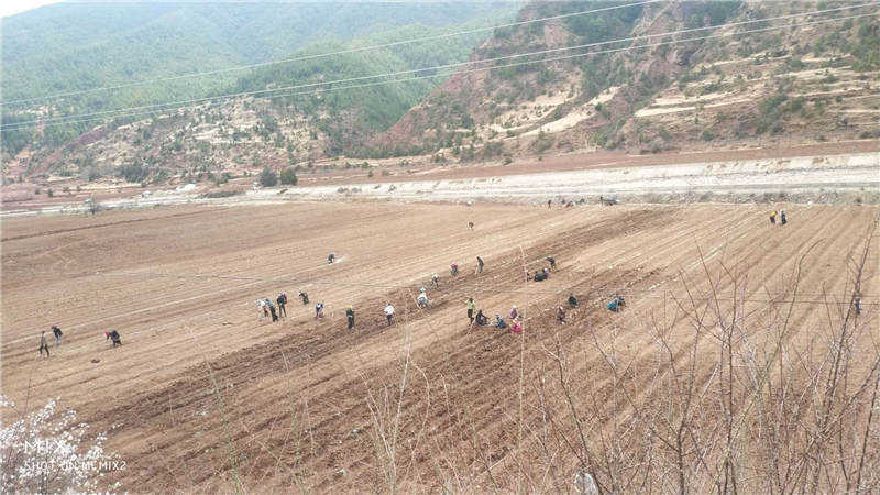 理塘县拉波蓝莓园区种植忙