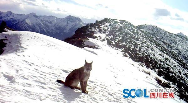 照片果然骗人！白玉县红外相机拍到表情“温顺”猞猁
