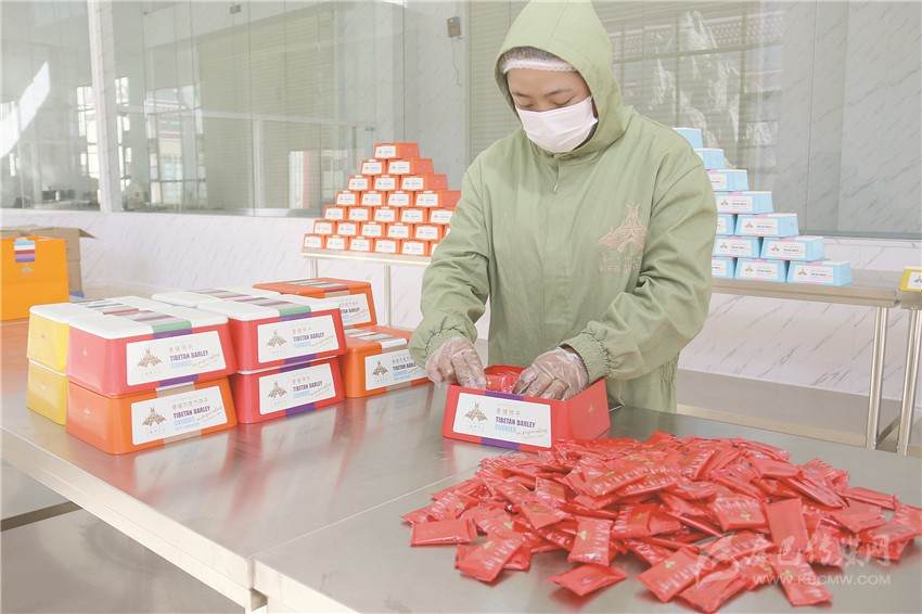 黑青稞变成“金豆子”