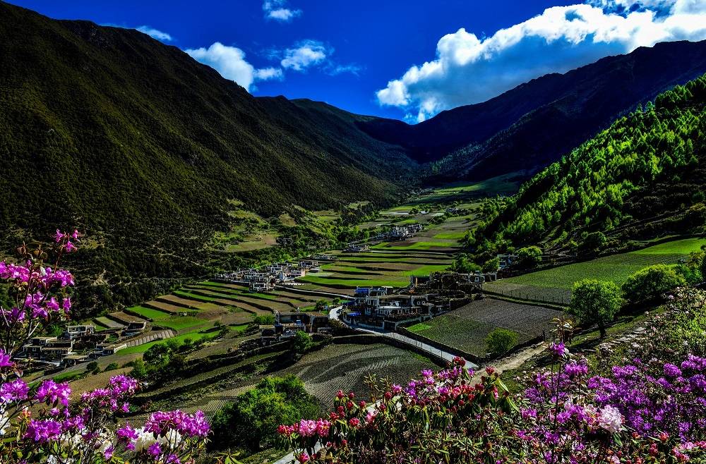 小金董马：云朵上的羊角花藏寨