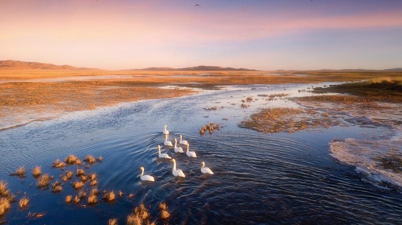 若尔盖花湖：生态保护见成效 候鸟纷纷来筑巢