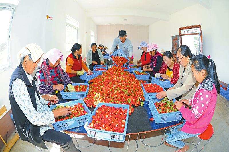 金川县勒乌镇角木牛村无公害草莓销往成都