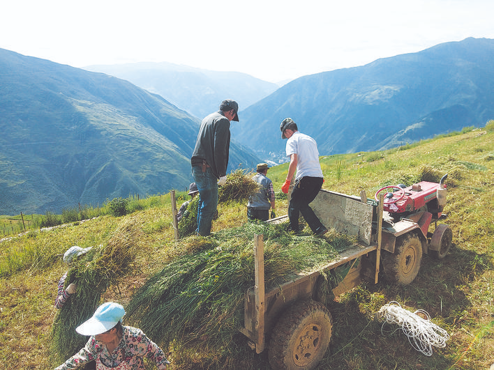 小金县新桥乡牧草种植拓宽群众增收渠道