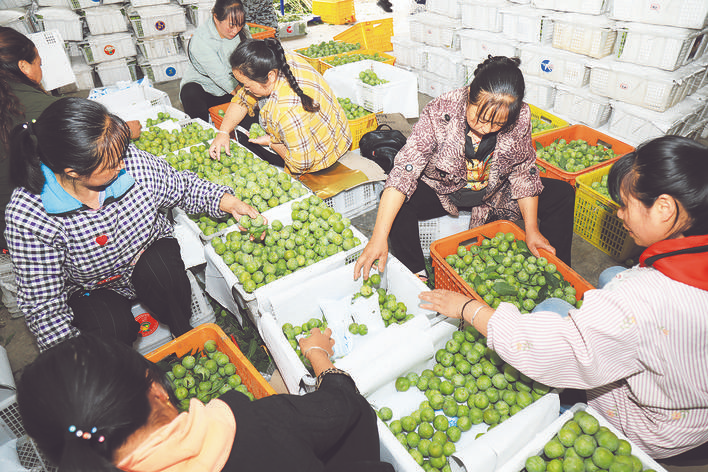 茂县青脆李托起村民致富梦