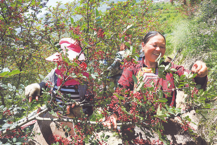 汶川县花椒产业促农增收