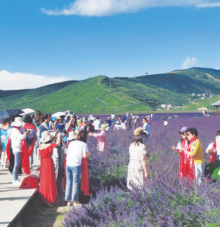 松潘县川主寺镇薰衣草花开醉游人