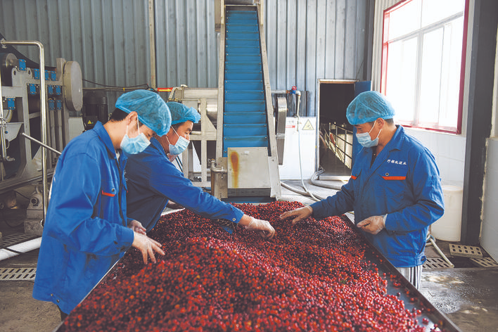 小金深山中的小野果变身“致富果”