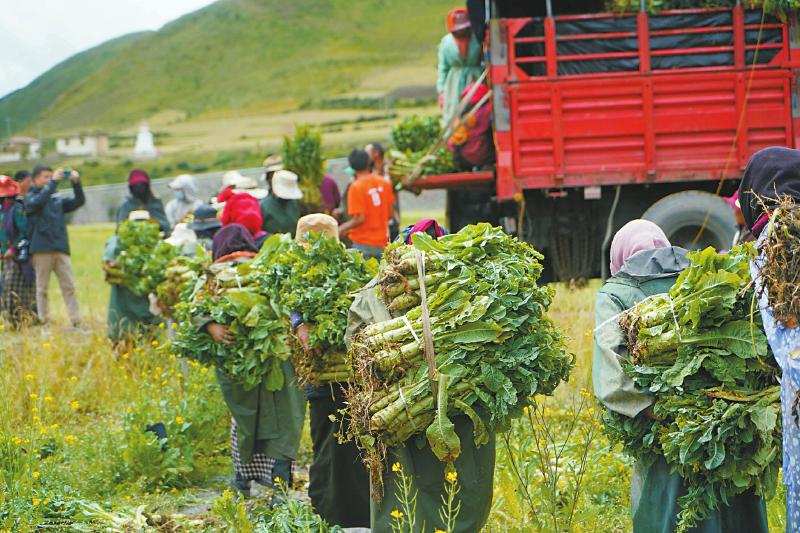 家家户户房前屋后 牧区有了“小菜园”