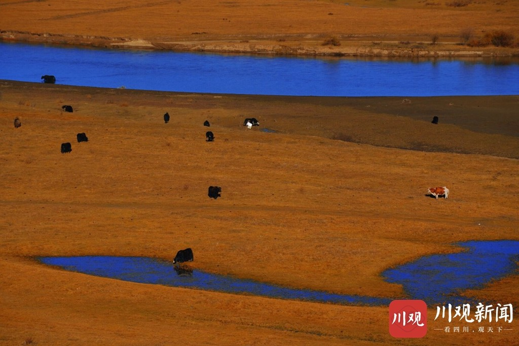 秋天里的第一封情书 藏在红原月亮湾这片湿地