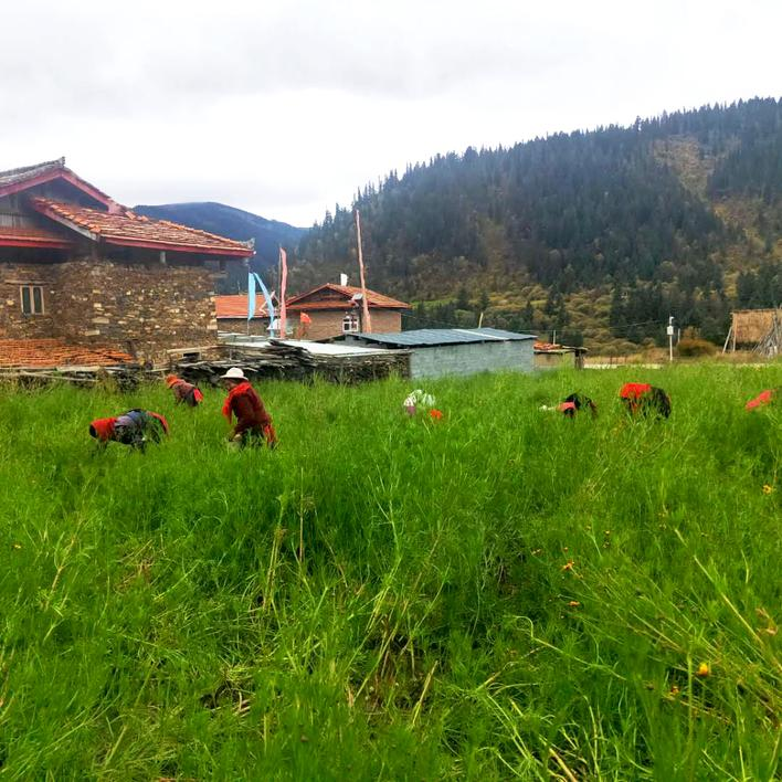 松潘县燕云乡卡龙村村民雪菊采收忙