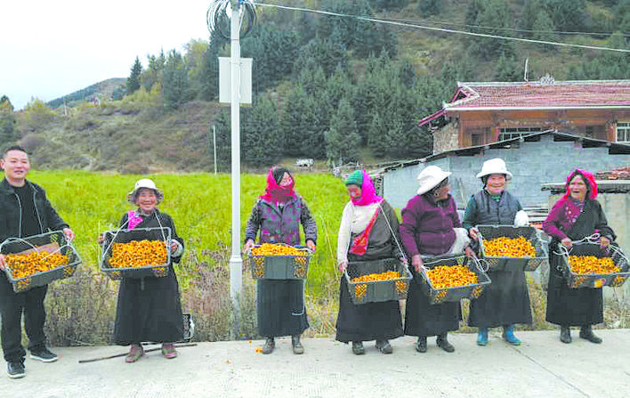 松潘县燕云乡卡龙村村民雪菊采收忙