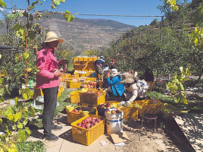 小金：红富士苹果助农增收