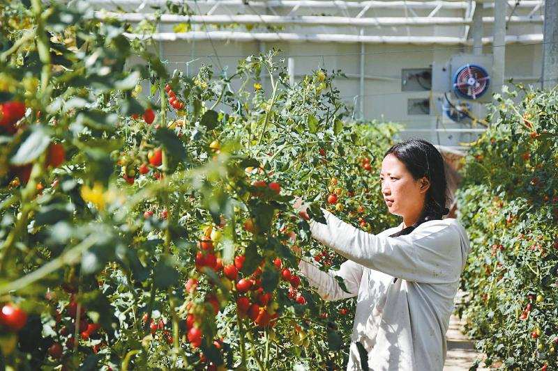 巴塘县“高原鲜”生态农业产业园收获忙