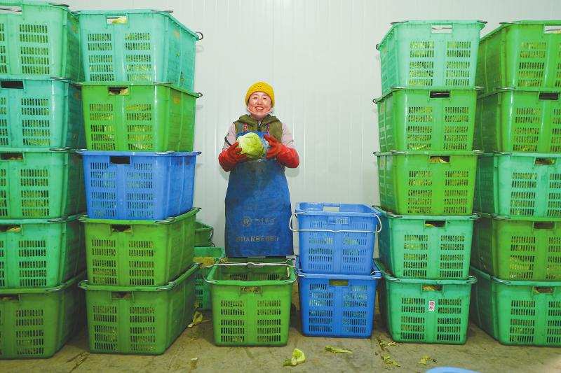 从靠天吃饭到订单种植 一颗生菜的多条增收路