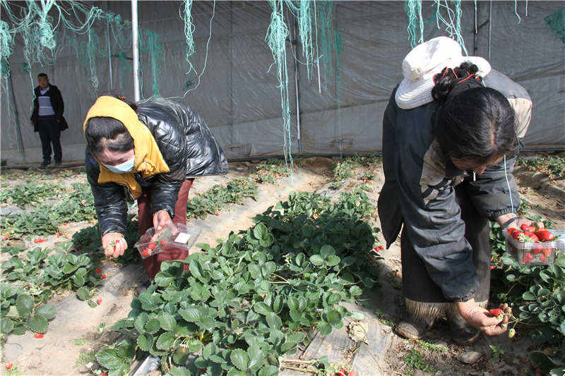 四川理塘：高寒牧区也能吃上本地产果蔬