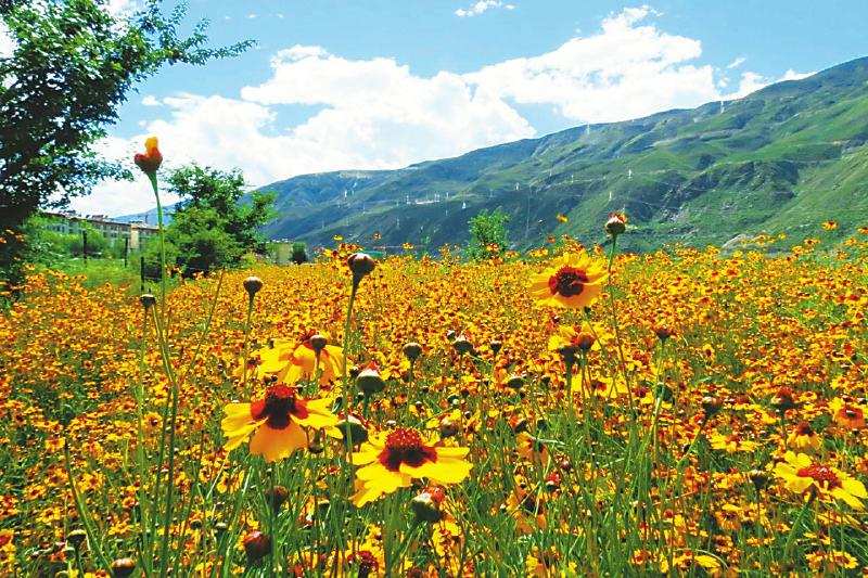 雪菊盛开党巴村 村民走上致富路