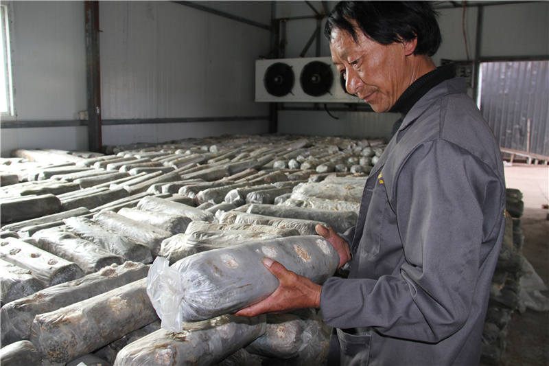 理塘县:看看“致富菇”