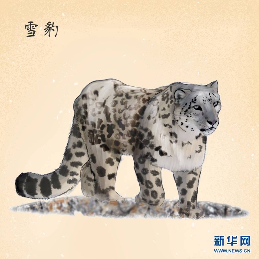 一组手绘，带你走进高原野生动植物世界