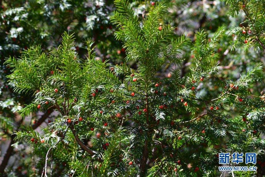 时隔40多年，我国再度发现珍稀濒危植物密叶红豆杉种群