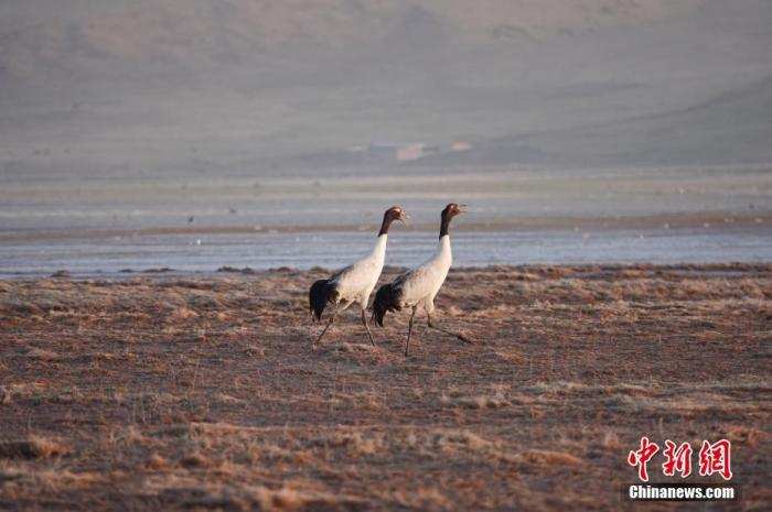 青海湖边“守鹤人”：用爱心和虔敬呵护圣湖精灵