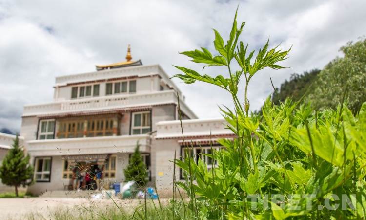 “药洲”之中，他们守护传承着古老的藏医药