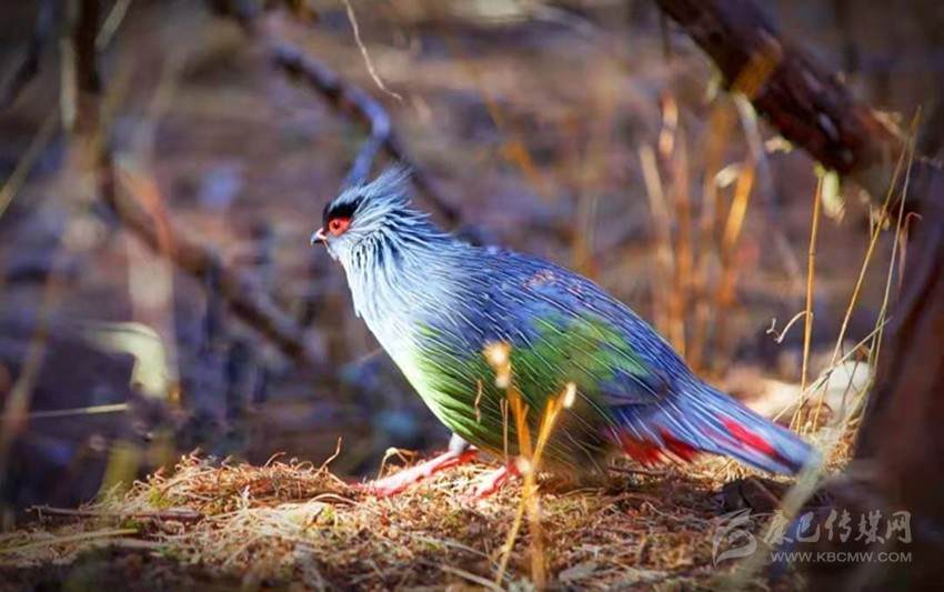 高原精灵血雉装点炉霍美好春日