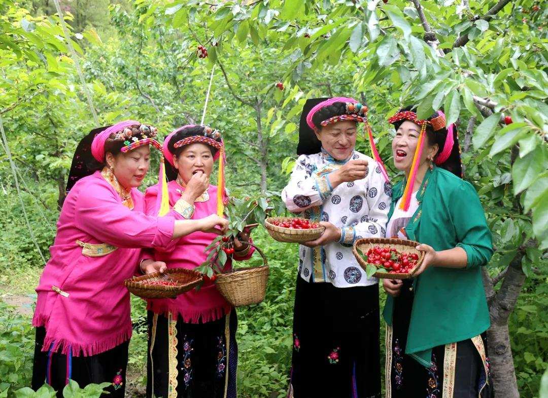 千亩樱桃成熟上市 “红”了乡村采摘游