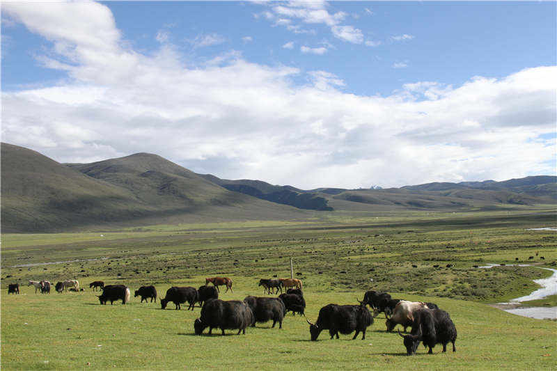 四川理塘：草原撒满“黑珍珠”