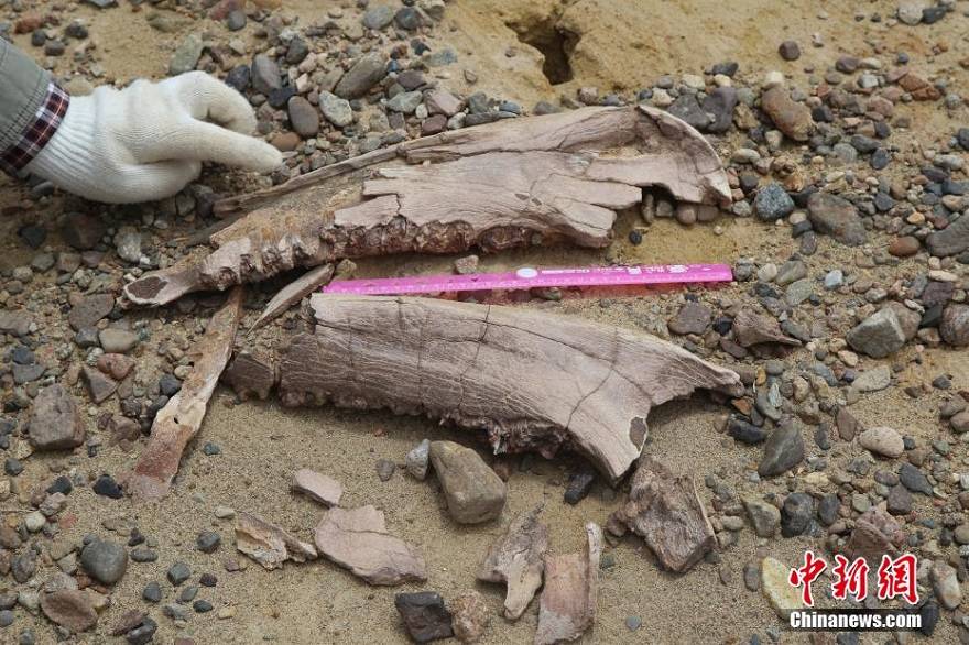青海柴达木盆地发现真象、犀牛化石