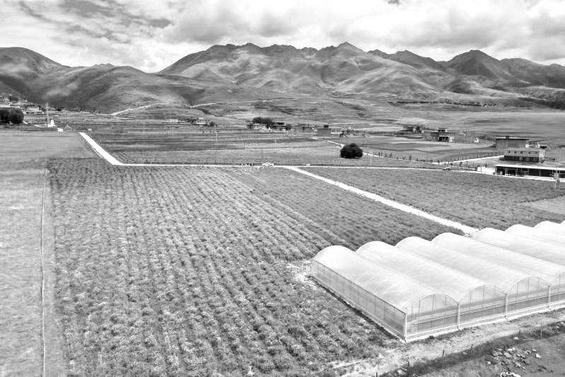 成都市武侯区：聚力产业帮扶 描绘白玉乡村振兴新画卷