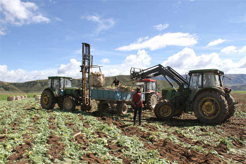 理塘：萝卜丰收务工忙