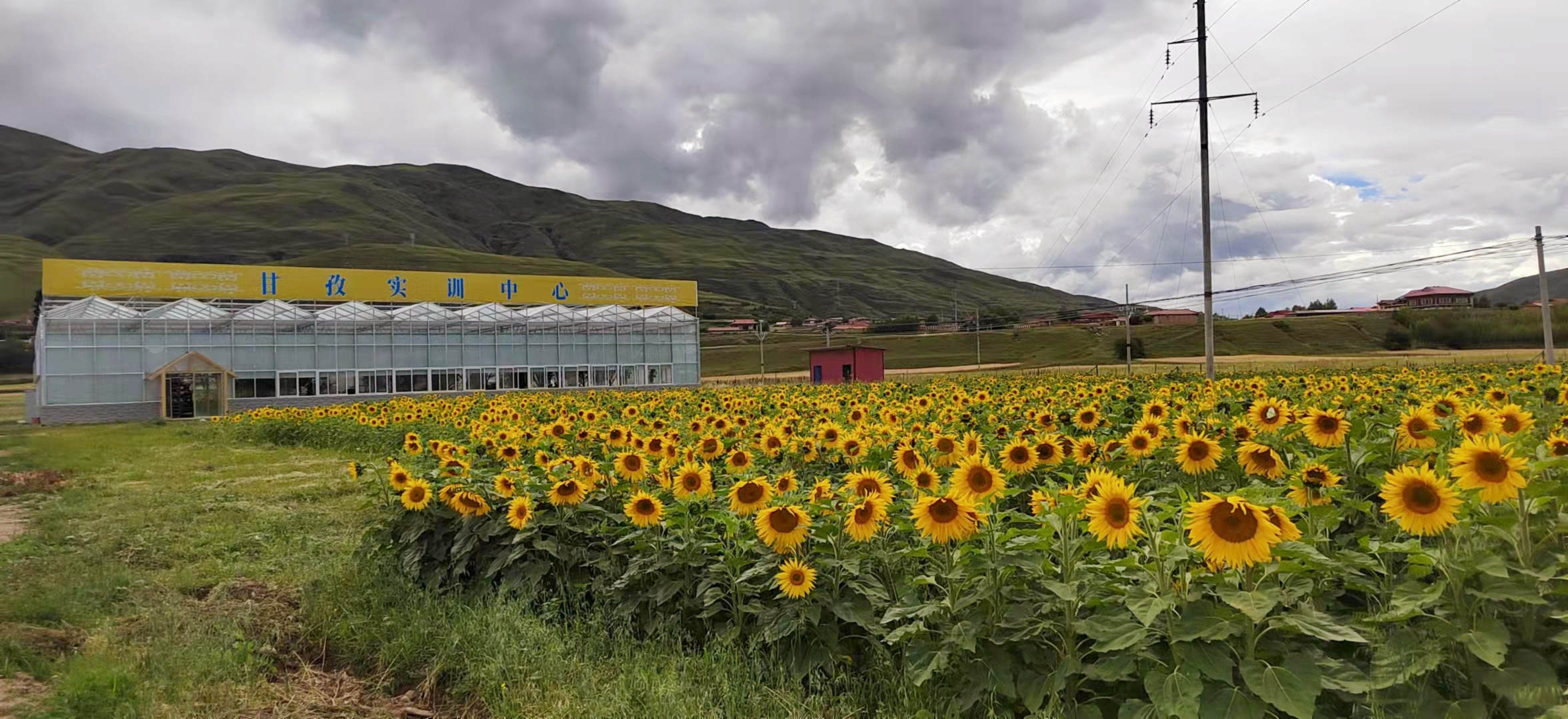 甘孜县：开心农场种出美丽村庄