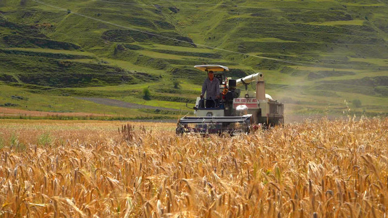 甘孜县青稞实现大丰收