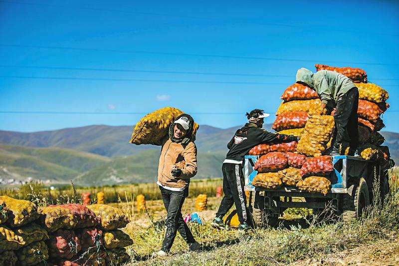 阿坝县各莫镇采用“农户+专合社”模式  助农增收