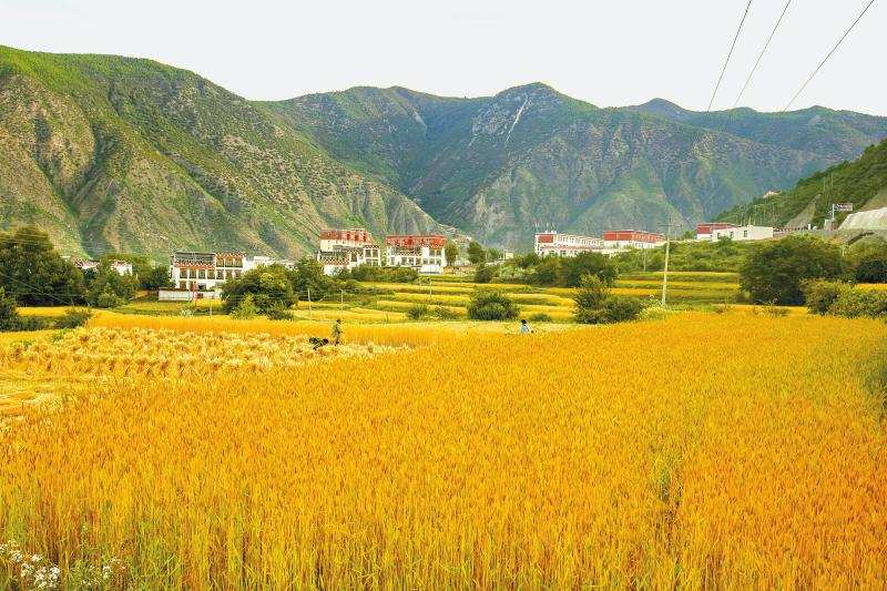 乡城县小麦丰收