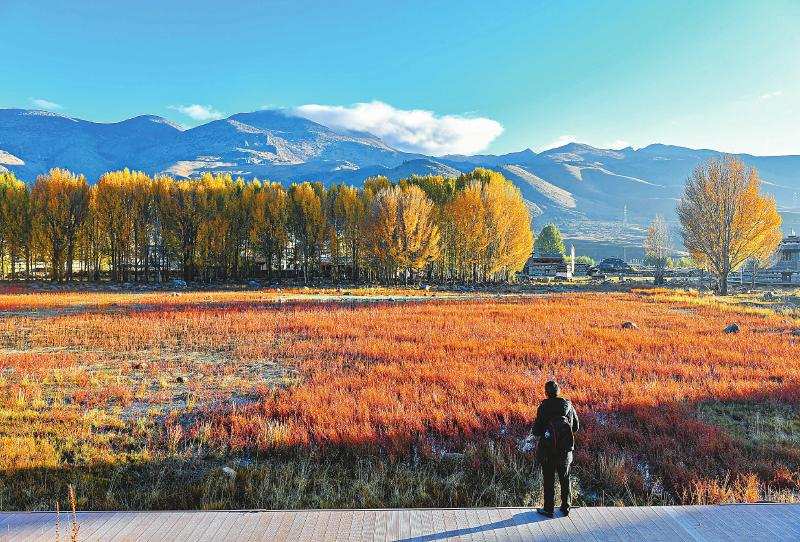 稻城亚丁红草地湿地公园 水蓼草甸在蓝天白云映衬下美不胜收
