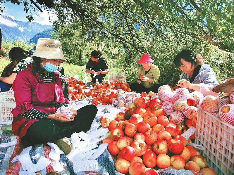 丹巴苹果“美人脆”为啥一个要卖 17 元