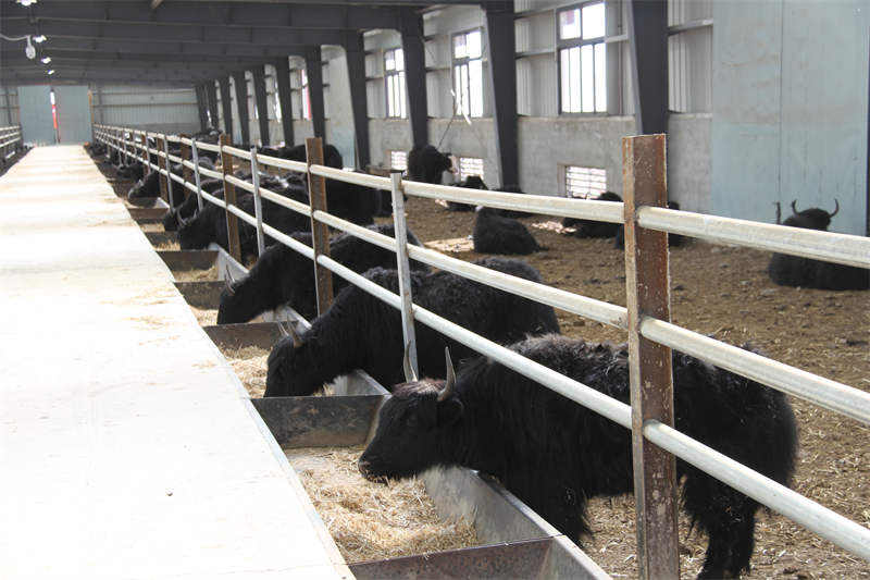 理塘：牦牛补饲渡严冬