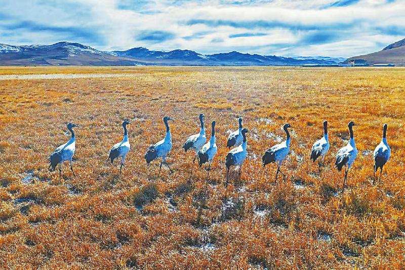 又到候鸟越冬时