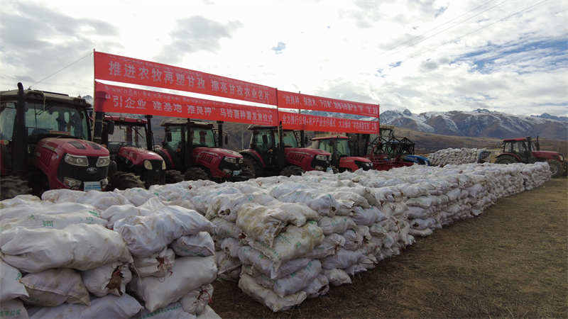 甘孜县：集中发放马铃薯种薯400吨 助力乡村振兴