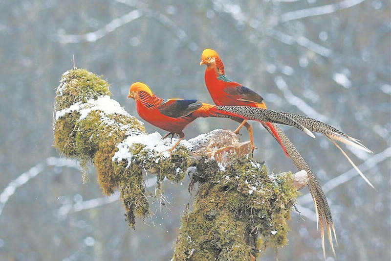 汶川绵虒成为红腹锦鸡栖息乐园 