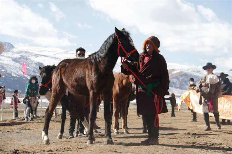 中国马业协会向理塘捐赠价值314万元马匹及物资