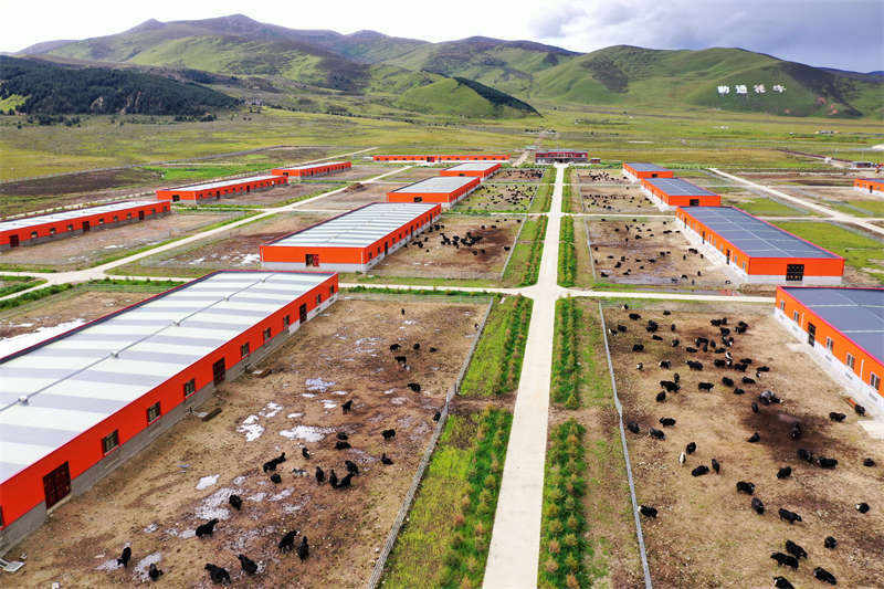 理塘县牦牛现代农业园区入选全球减贫案例