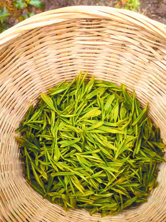 松潘县白羊乡：“明前茶”迎来采摘期